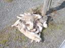 37 lambsies.jpg